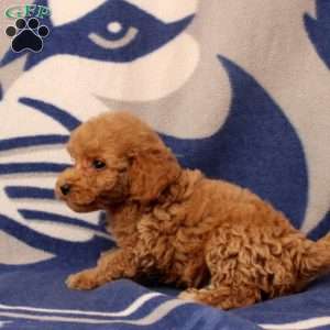 Ursa, Mini Goldendoodle Puppy